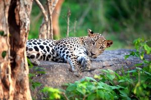 Sri-Lanka-Round-Tour-5-Nights-6-Days-2