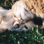 pet-friendly-package
